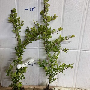 Ilex crenata 'Golden Gem' Dwarf Yellow Japanese Holly 2 year old plant bare root image 6