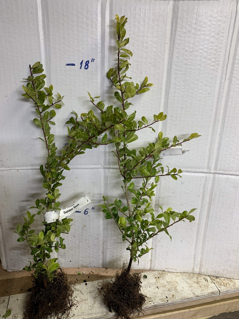 Ilex crenata 'Golden Gem' Dwarf Yellow Japanese Holly 2 year old plant bare root image 6