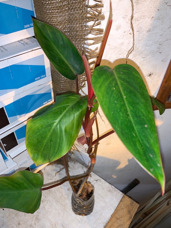 フィロデンドロン　レッドエメラルド？ フィロデンドロン レッド エメラルド (Philodendron Erubescens)、1