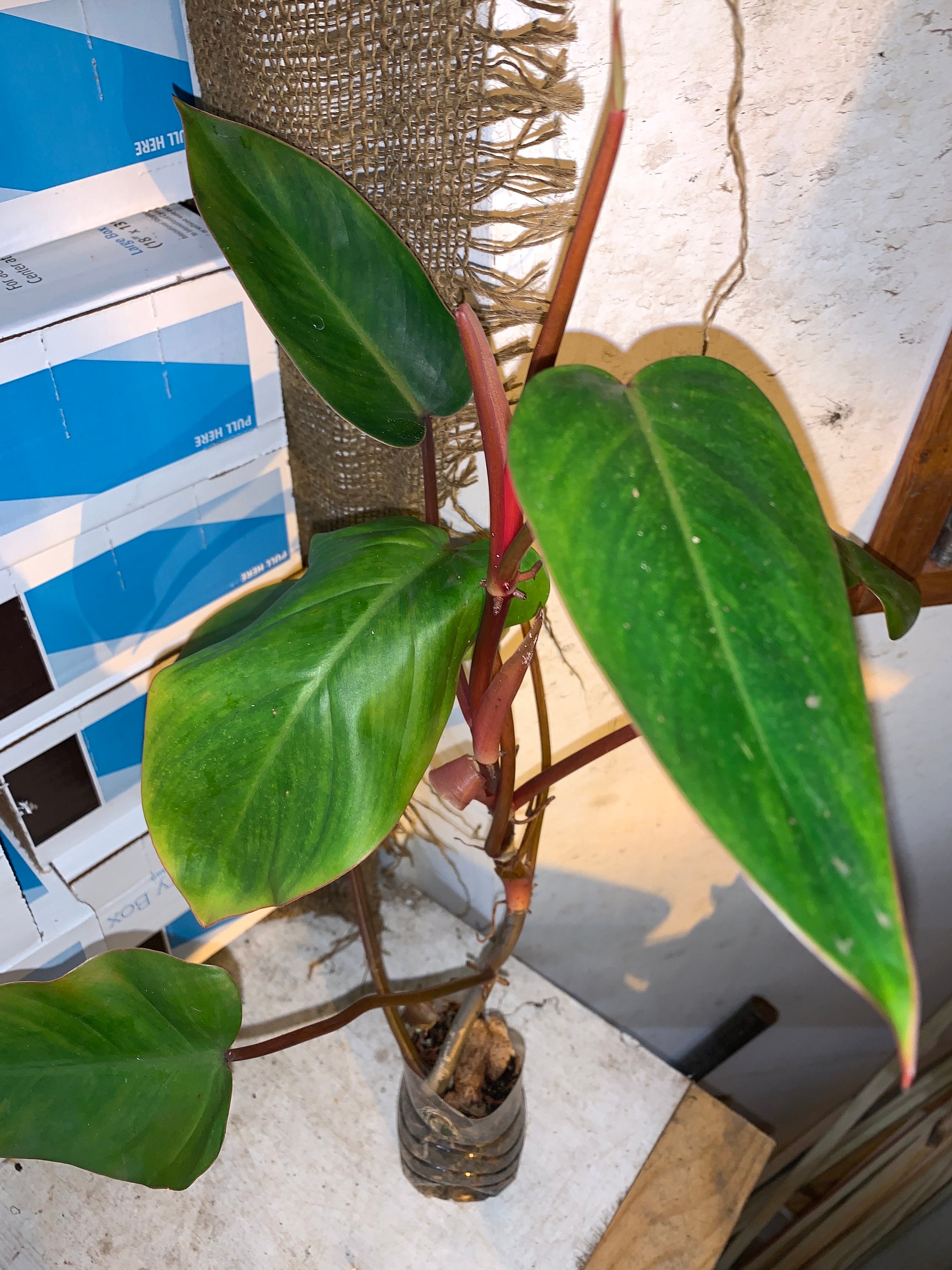 フィロデンドロン　レッドエメラルド？ フィロデンドロン レッドエメラルド】4.5号 - The Plant&Flower