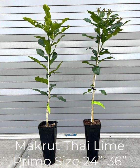 Kaffir Lime Tree – 16-24 Inches Tall, Mature Fruiting Plant, Potted, Evergreen