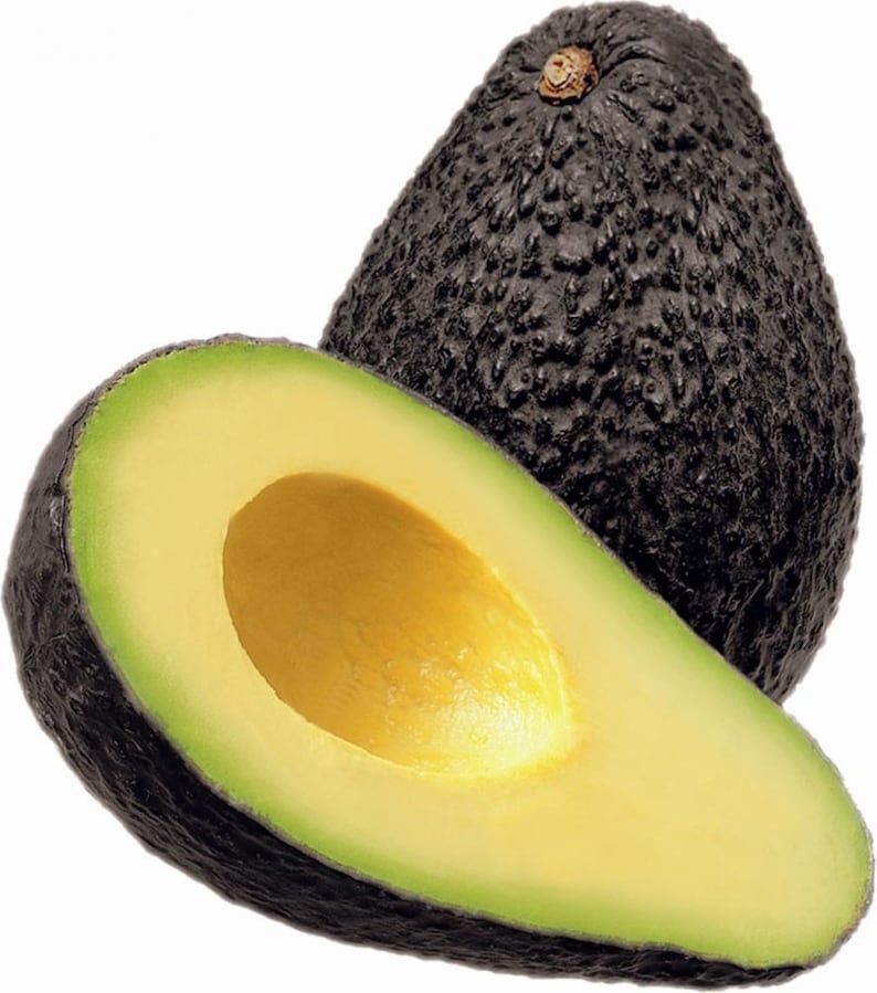 Hass Avocado seedling 1 year old plant shipped in pot with