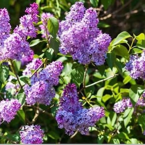 Puede incluir: Un arbusto de flores de lila púrpura en plena floración. Las flores están agrupadas en grandes racimos, creando una vibrante exhibición de color.