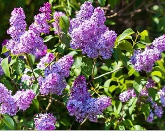 1 Purple Lilac 1-2 у.o. plant 8-15” tall, Syringa Vulgaris, Common Lilac, Bare root