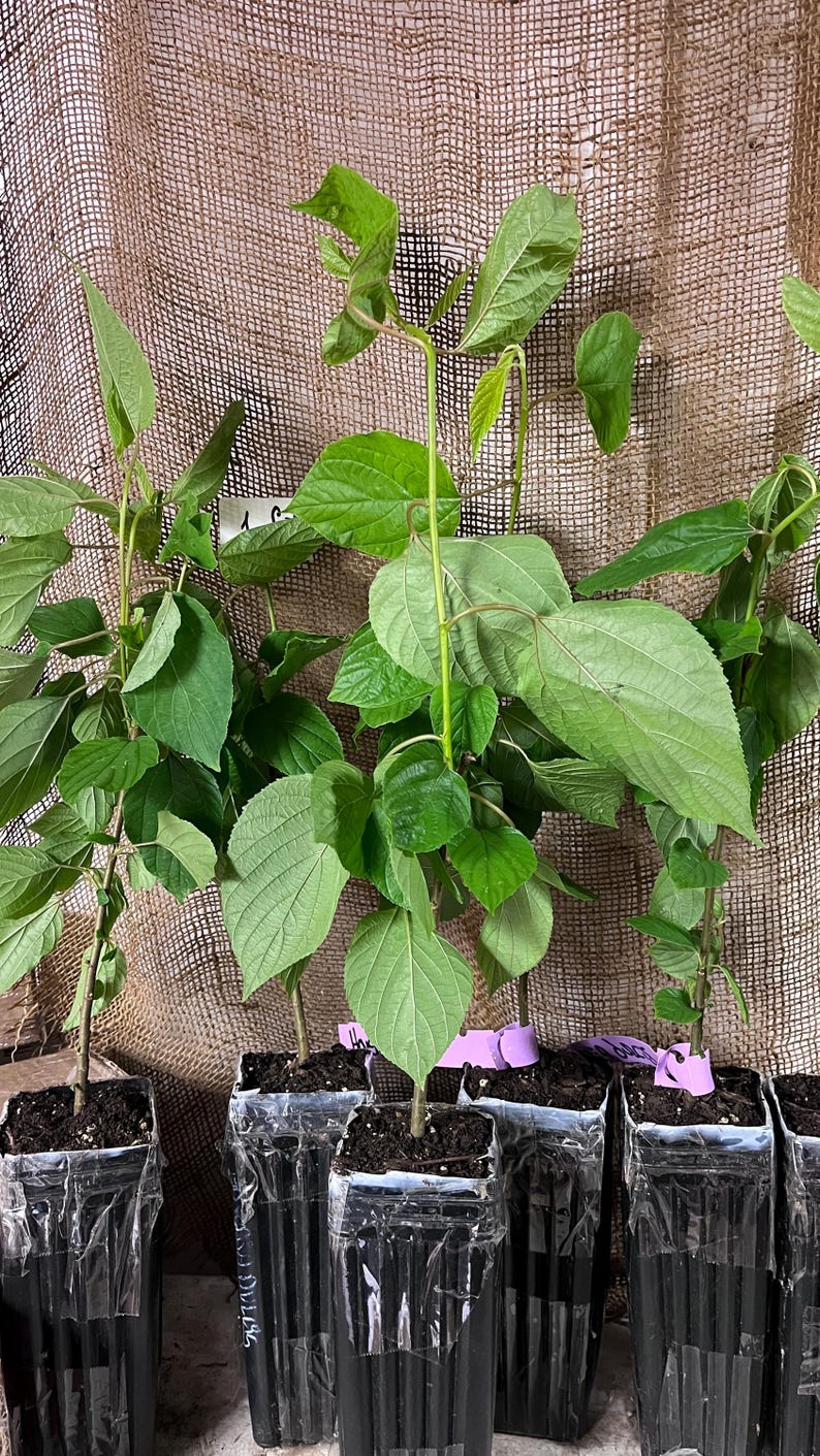 8-12