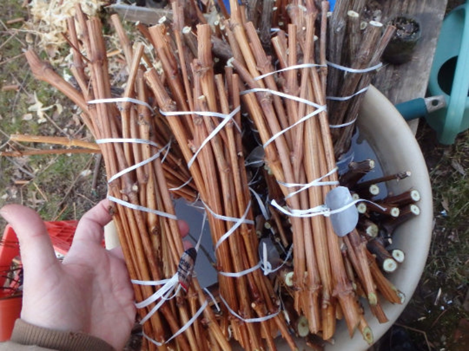 20 Cuttings of Concord Grape Dormant No Roots Etsy