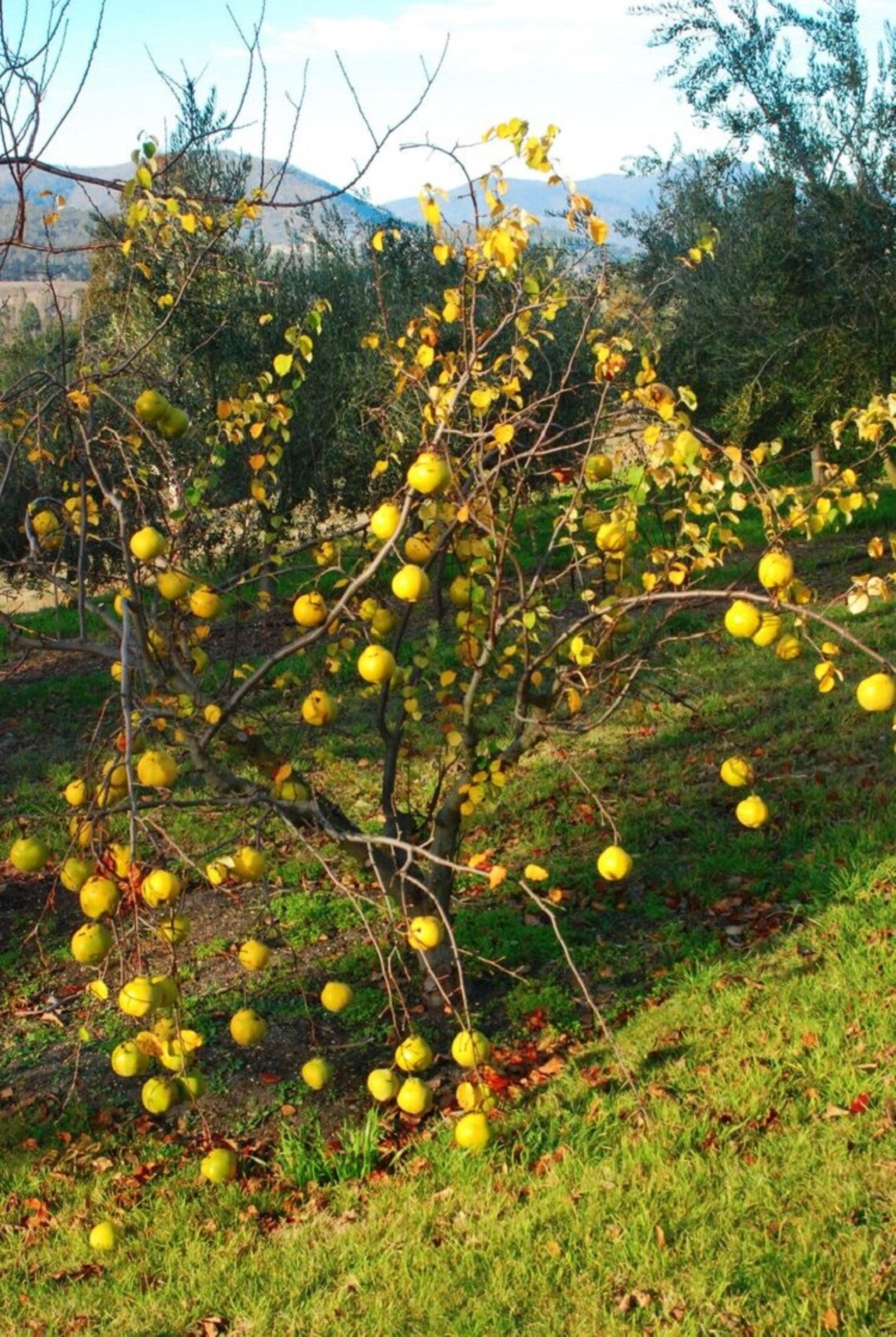 Cydonia Provence Quince Plant 1y.o.rooted Starter Plant Etsy