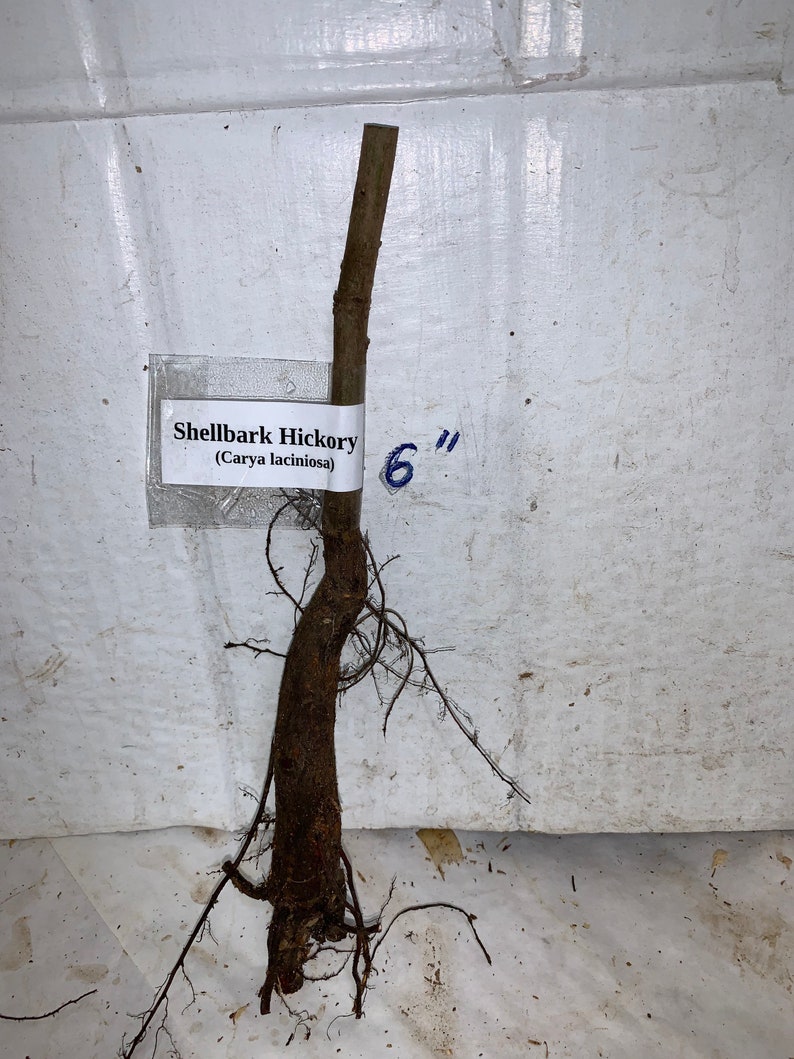 Shellbark Hickory Carya laciniosa tree plant , 6-12 tall. image 8