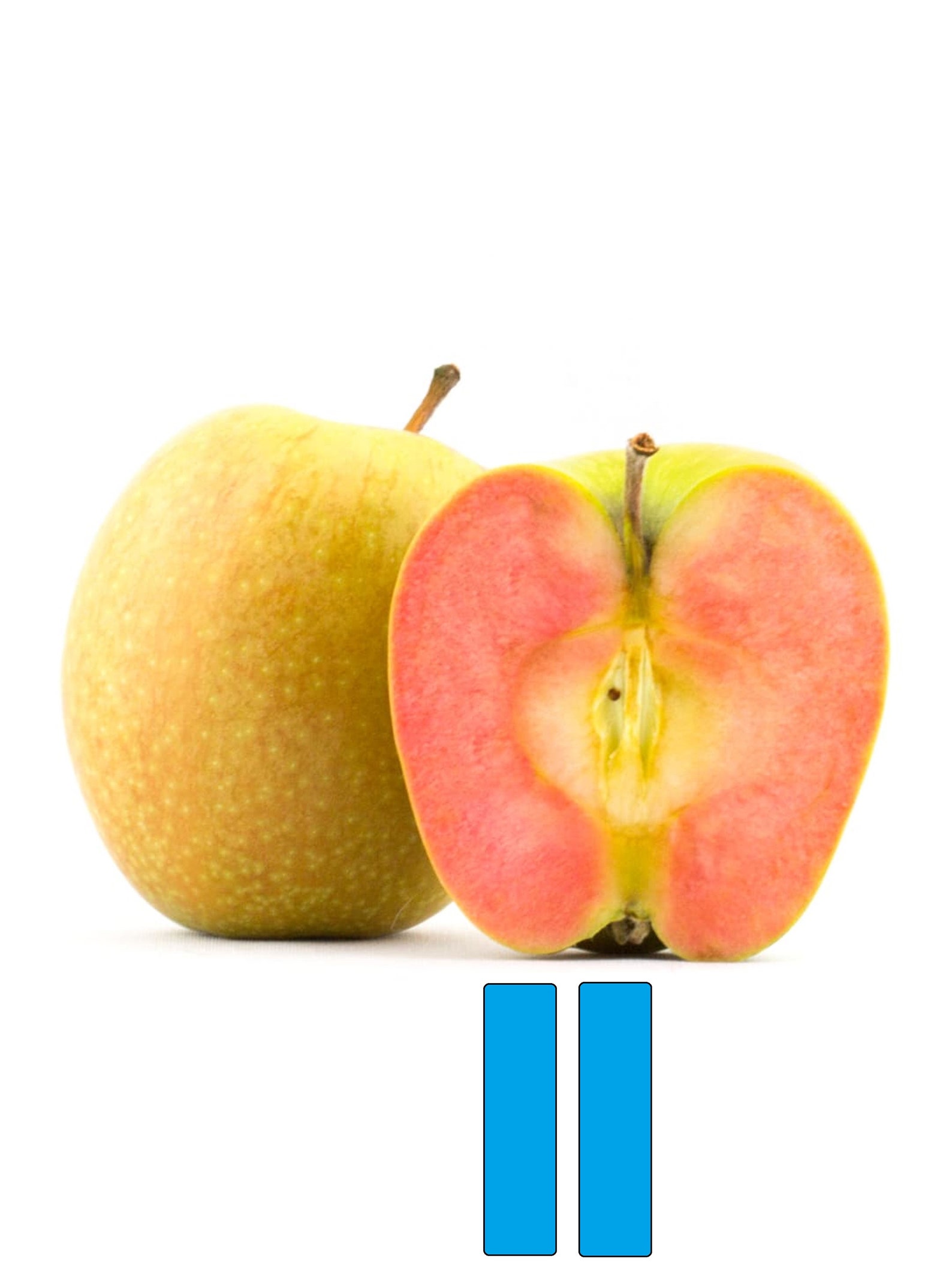 Mt. Rose apple tree grafted roots wrapped in wet media Etsy