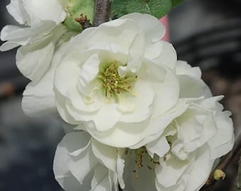 O Yashima Double Flowering White Quince - 2.5 Gallon Pot