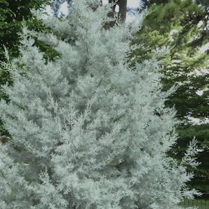 五十鈴工業 BC44OSSS Silver Ash 五十鈴工業 BC44OSSS Silver Ash 五十鈴工業 BC44OSSS Silver Ash