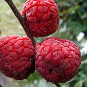 1-2 ft. Che Seedless plant, Chinese Mulberry 1 year old, grafted, Cudrania Tricuspidata