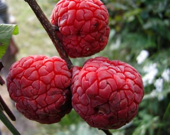 2-3 ft. Che Seedless plant, Chinese Mulberry 1 year old, grafted, Cudrania Tricuspidata