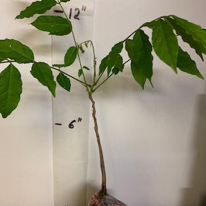 May include: A small green plant with leaves growing from a brown stem. The plant is about 6 inches tall and is potted in a red and white plastic pot. A ruler is visible in the background with markings for 0, 6, and 12 inches.