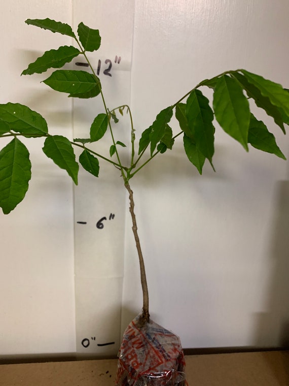 korallenbaum zimmerpflanze Jatropha multifida (Korallenbaum) 24,90€