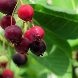 Puede incluir: Primer plano de un racimo de bayas rojas oscuras maduras colgando de una rama. Las bayas varían en color desde el púrpura oscuro hasta el rojo brillante, con pequeñas hojas verdes en el fondo. La imagen resalta la belleza natural de la fruta.