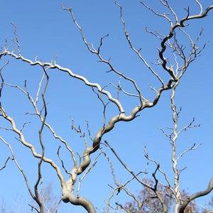 Puede incluir: Una vista de un árbol con ramas desnudas contra un cielo azul claro. Las ramas, de color marrón claro, tienen una forma retorcida y sinuosa. Se extienden hacia arriba, creando un patrón natural. El cielo es azul brillante.