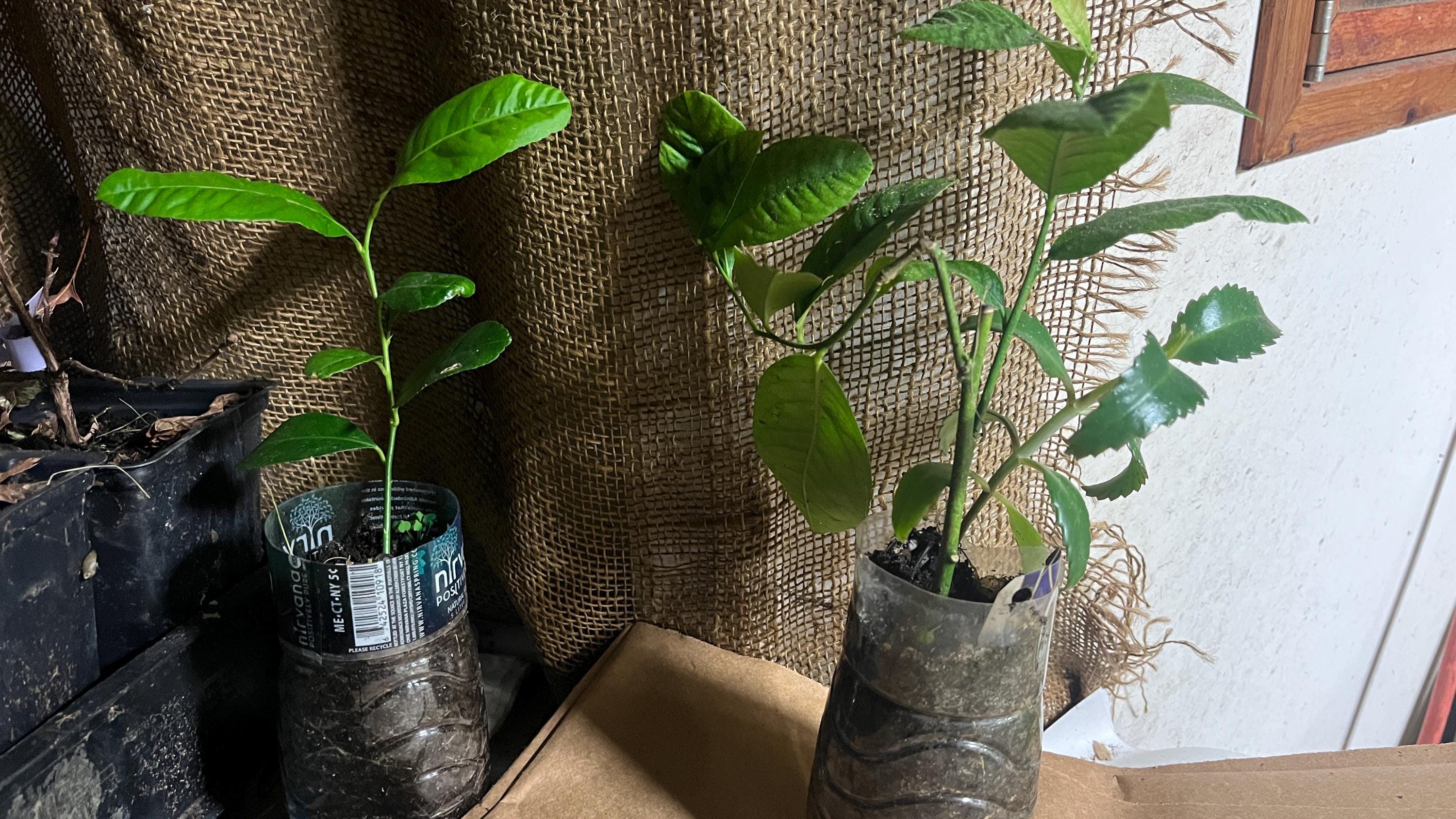 Assam Lemon Plant (kaji Nemu), Rooted, Shipped in Container With