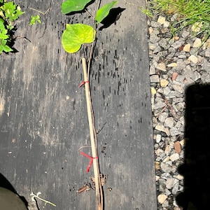 Eastern Redbud 24-36&quot; tall 2 year old tree (Cercis canadensis) plant