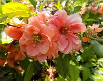 Chaenomeles Speciosa "Cameo" (Peach Flowering Quince) Rooted Plant