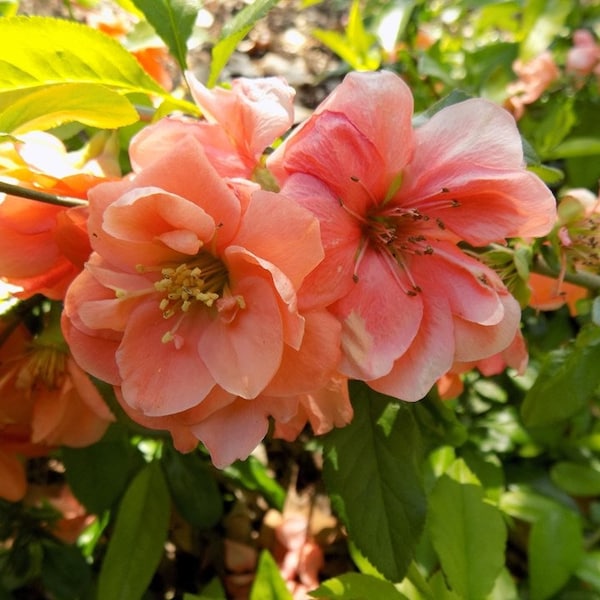 Planta enraizada Chaenomeles Speciosa "Cameo" (membrillo en flor de melocotón)