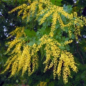 May include: A close-up of a tree branch with vibrant yellow flowers cascading downwards. The flowers are clustered together, creating a dense, textured appearance. The background features green leaves and other tree branches.
