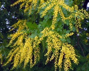 1 year old Golden Rain Tree , Large Yellow flower panicles flowering tree 3-6”