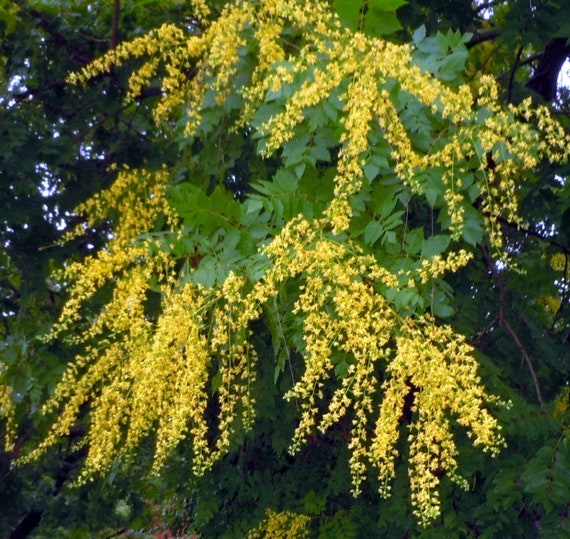 Маша апайдың писькасының суреті