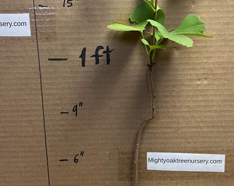 2年生のイチョウの苗1本。根を包んだ状態で発送します。高さ6～12