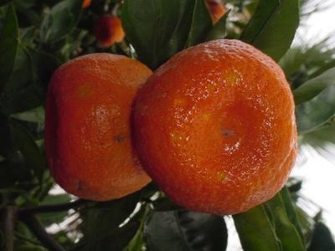 TEXAS ONLY One Arctic Frost Satsuma Tree 2 Year Old 34 Ft Etsy