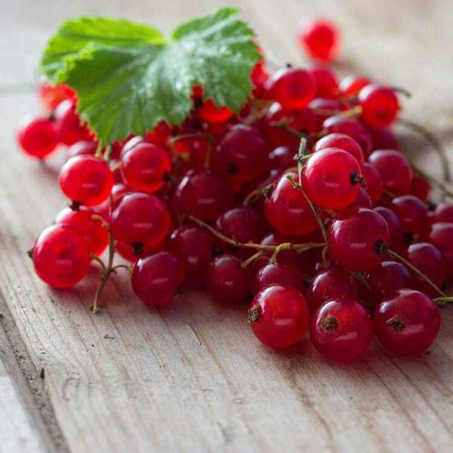 Red Lake Currant Plant well rooted starter plant 1-3 inches tall