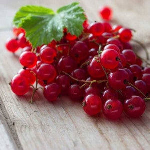 Rote See Johannisbeere Pflanze ruhende gut verwurzelte Starterpflanze 3-4 cm groß