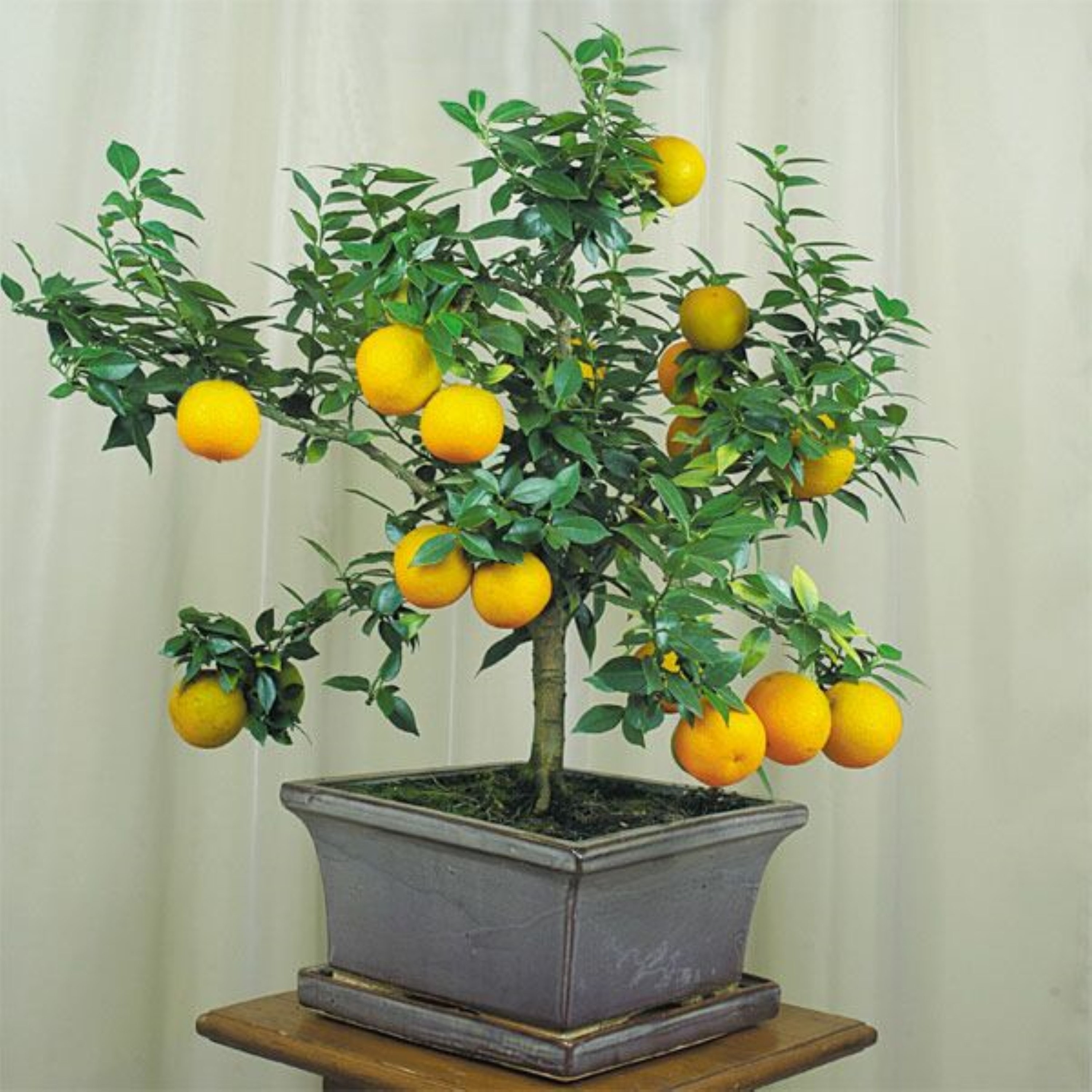葉祥明(Orange Forest)585/S800額付き Myrtle Leaf Orange 10-14” Tall (citrus Myrtifolia) Chinotto 2.5
