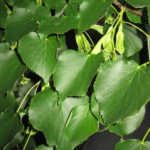 Tilia cordata, tiglio a foglie piccole di 2 anni, alto 60-90 cm