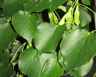 Tilia Cordata de 16 a 18 pulgadas de alto, tilo de hoja pequeña de 2 años