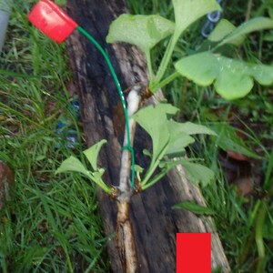 Female ginkgo, live grafted plant, 1 year old graft size. image 1