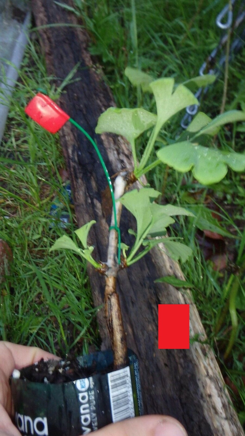 Female ginkgo, live grafted plant, 1 year old graft size. image 1