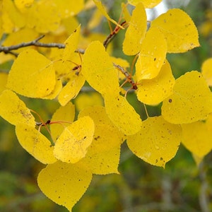Quaking Aspen (Populus tremuloides), 1 year old plant, 6-8 inches tall