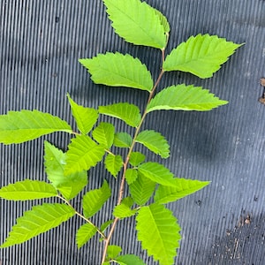 Może przedstawiać: Gałązka z jasnozielonymi liśćmi o ząbkowanych krawędziach, ułożonych wzdłuż cienkiej, brązowej łodygi. Liście są w żywym zielonym kolorze, na tle teksturowanej, ciemnoszarej powierzchni. Obraz przedstawia element natury.