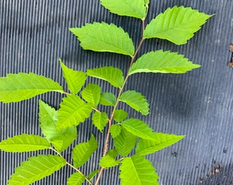 Olmo resbaladizo de 4-5 pies de altura Planta de 2-3 años (Ulmus Rubra) Raíz desnuda