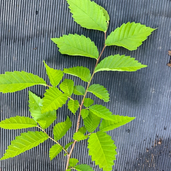 Slippery Elm Baum 2 Jahre alt (Ulmus Rubra) Pflanze 46-60 cm groß, wurzelnackt