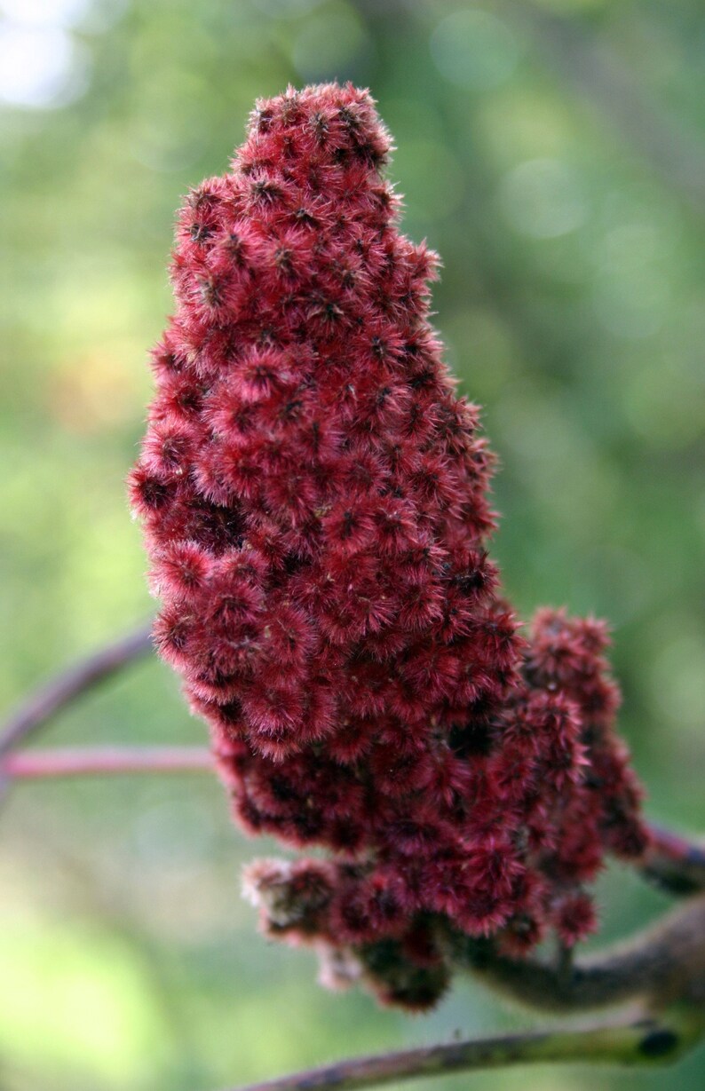 Staghorn Sumac 1 Year Old Pink Lemonade Plant Bare Root Etsy