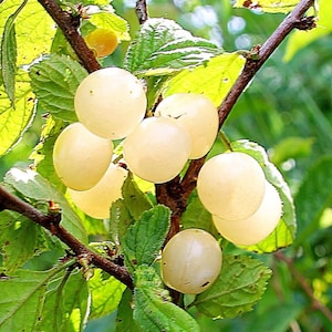 Jules - Nanking White Cherry 1-2 year old plant 16-20” tall