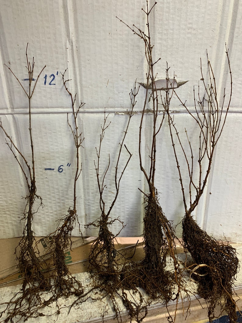 Snowberry Symphoricarpos albus plant, 1-2 year old bare root image 9