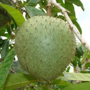 Mountain soursop (Annona montana), medium coconut pot size, live plant