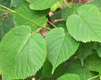 Tilia Cordata Lico, karłowata lipa o małych liściach, 1 rok