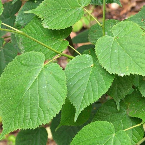 Tilia Cordata Lico, Dwarf Rooted Little Leaf Linden, 1 Year Old 