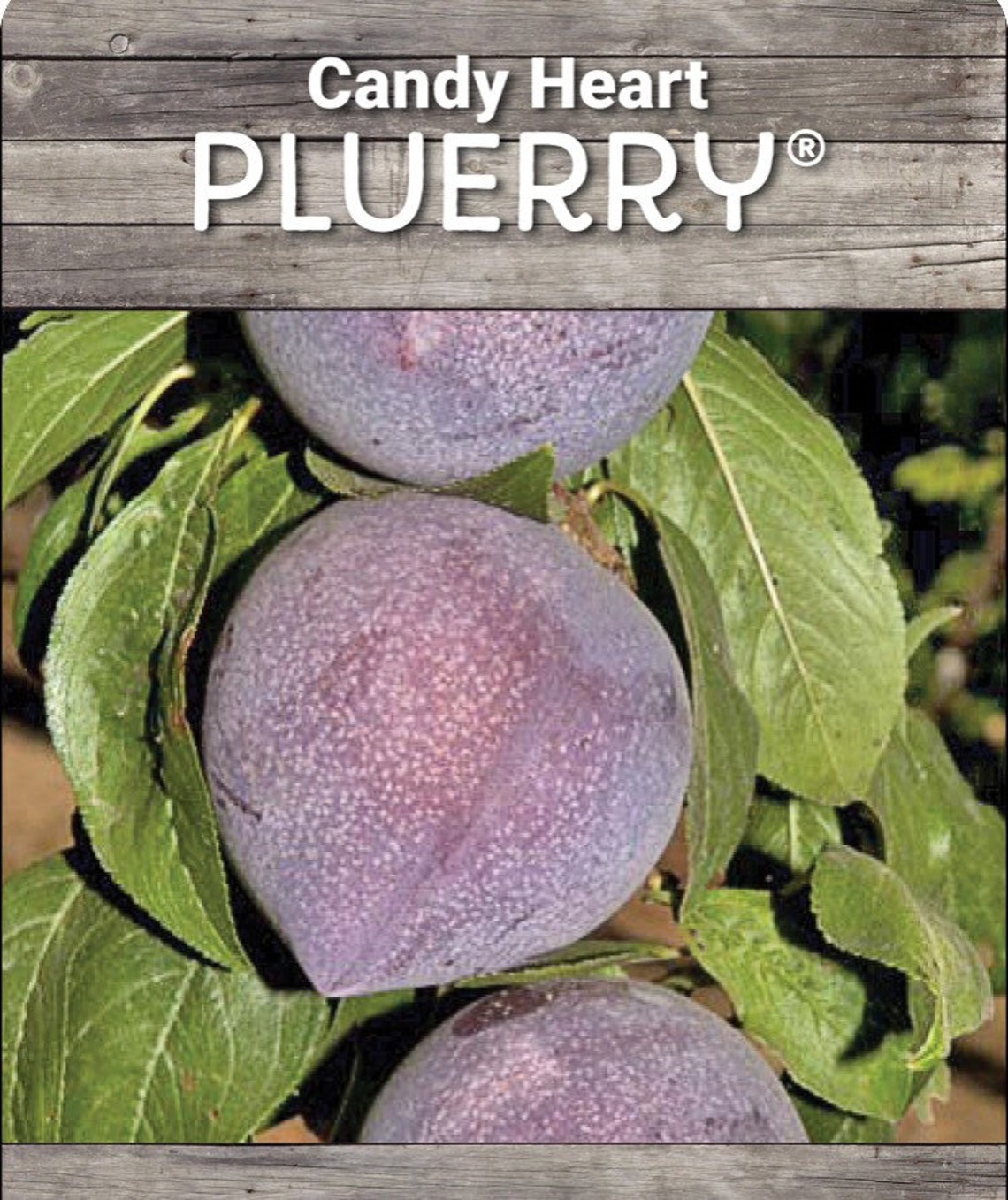 3 Scion Cuttings of Candy Heart Pluerry for Grafting Etsy