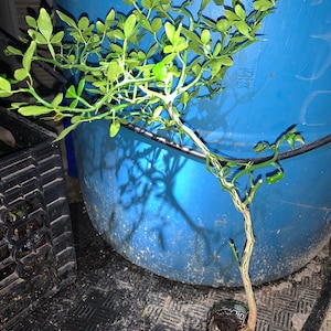 3 years old Trifoliate Orange (Poncirus trifoliata) "Flying Dragon" plant with branching, BARE ROOT