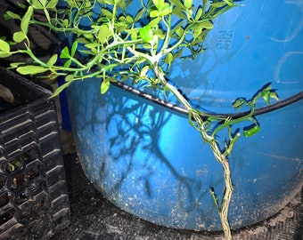 3 years old Trifoliate Orange (Poncirus trifoliata) "Flying Dragon" plant with branching, BARE ROOT